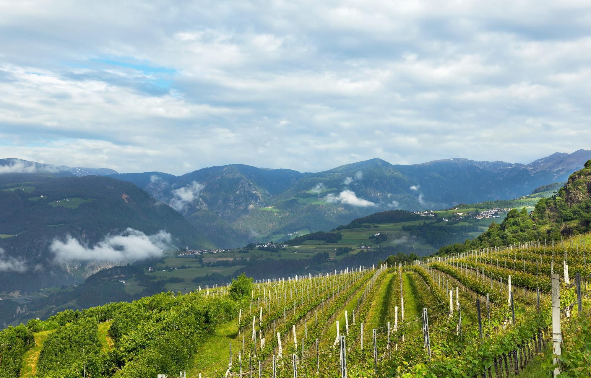 Dolomity to nie tylko atrakcja turystyczna, ale również ważny region winiarski Włoch
