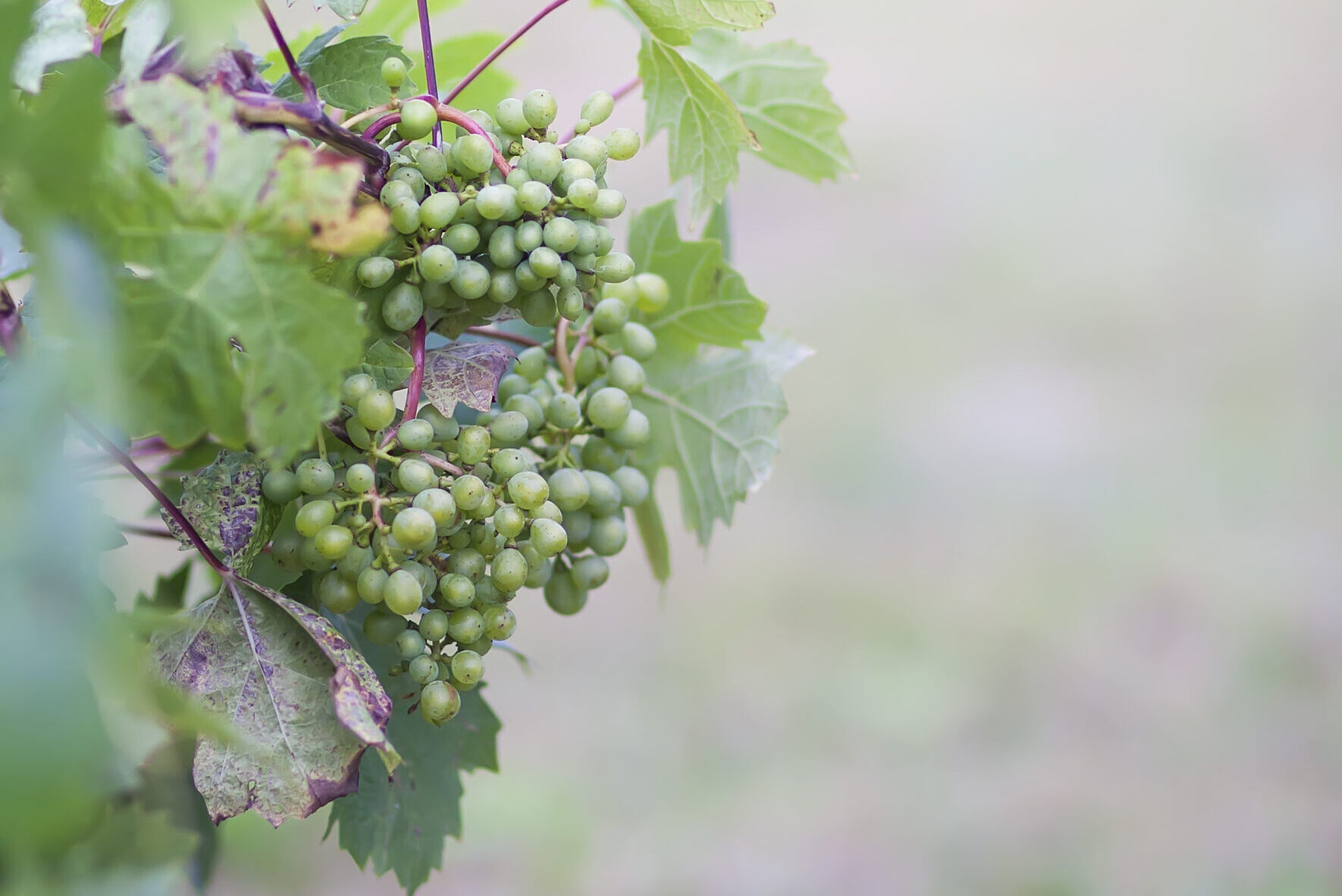 Grüner Veltliner a wina pomarańczowe